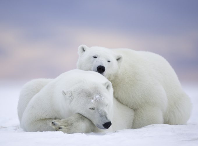 Wallpaper polar bears, cute animals, winter, 5k, Animals 325815248